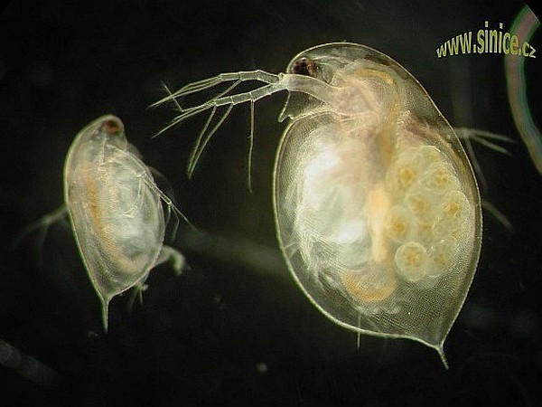 Daphnia pulex