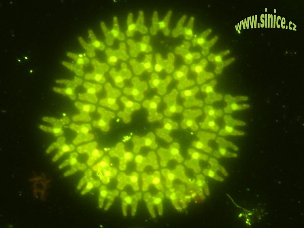 Pediastrum - barvení SYBR Green