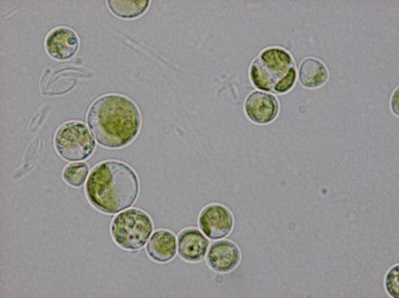 Chlorella kessleri