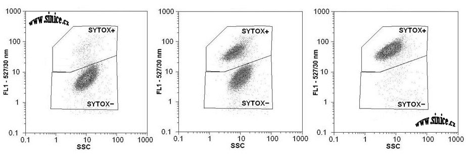 viabilita sinic - SYTOX Green