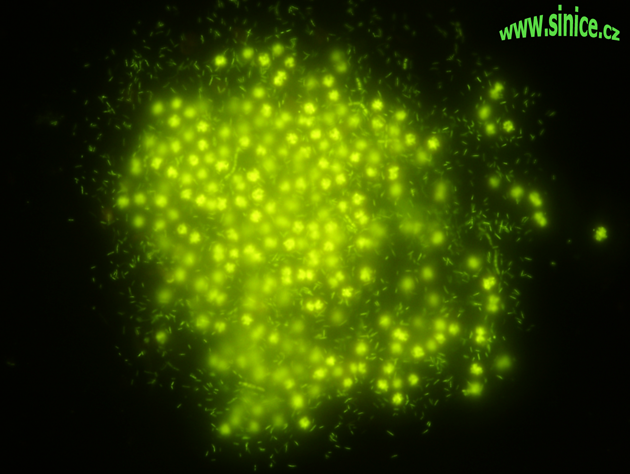 cyanobacterial fluorescence - SYBR Gold staining