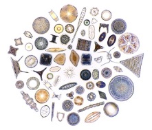Tvary fytoplanktonu